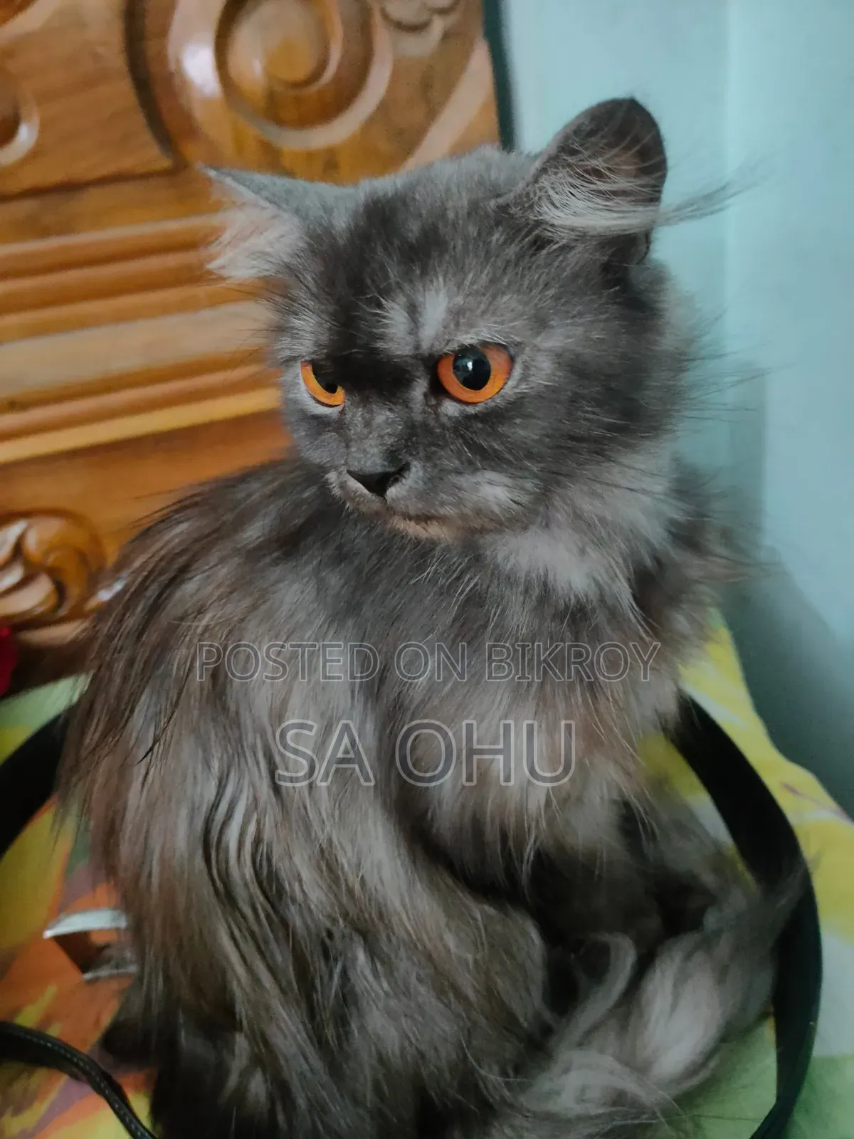 1+ Year Female Purebred Persian