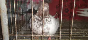 নিউ এডাল্ট গিরিবাজ কবুতর বিক্রি হবে