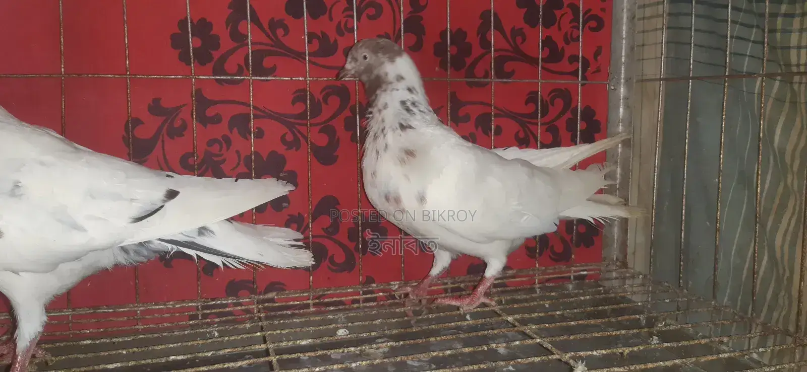 নিউ এডাল্ট গিরিবাজ কবুতর বিক্রি হবে