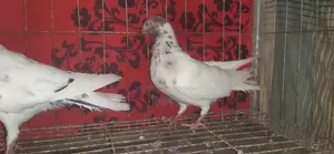 নিউ এডাল্ট গিরিবাজ কবুতর বিক্রি হবে