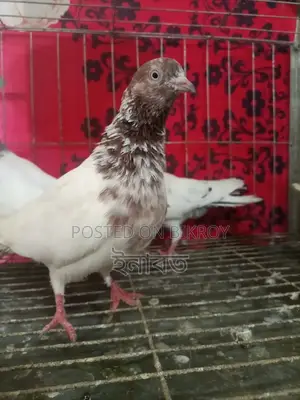 নিউ এডাল্ট গিরিবাজ কবুতর বিক্রি হবে