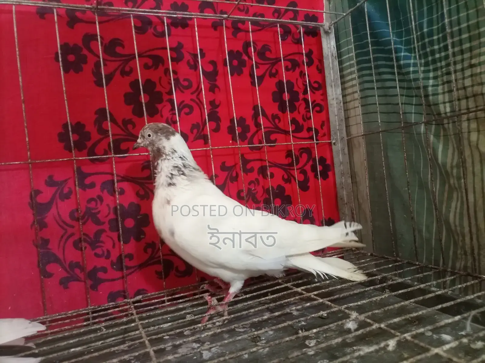 নিউ এডাল্ট গিরিবাজ কবুতর বিক্রি হবে