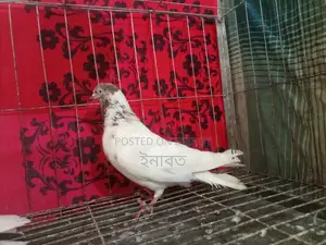 নিউ এডাল্ট গিরিবাজ কবুতর বিক্রি হবে