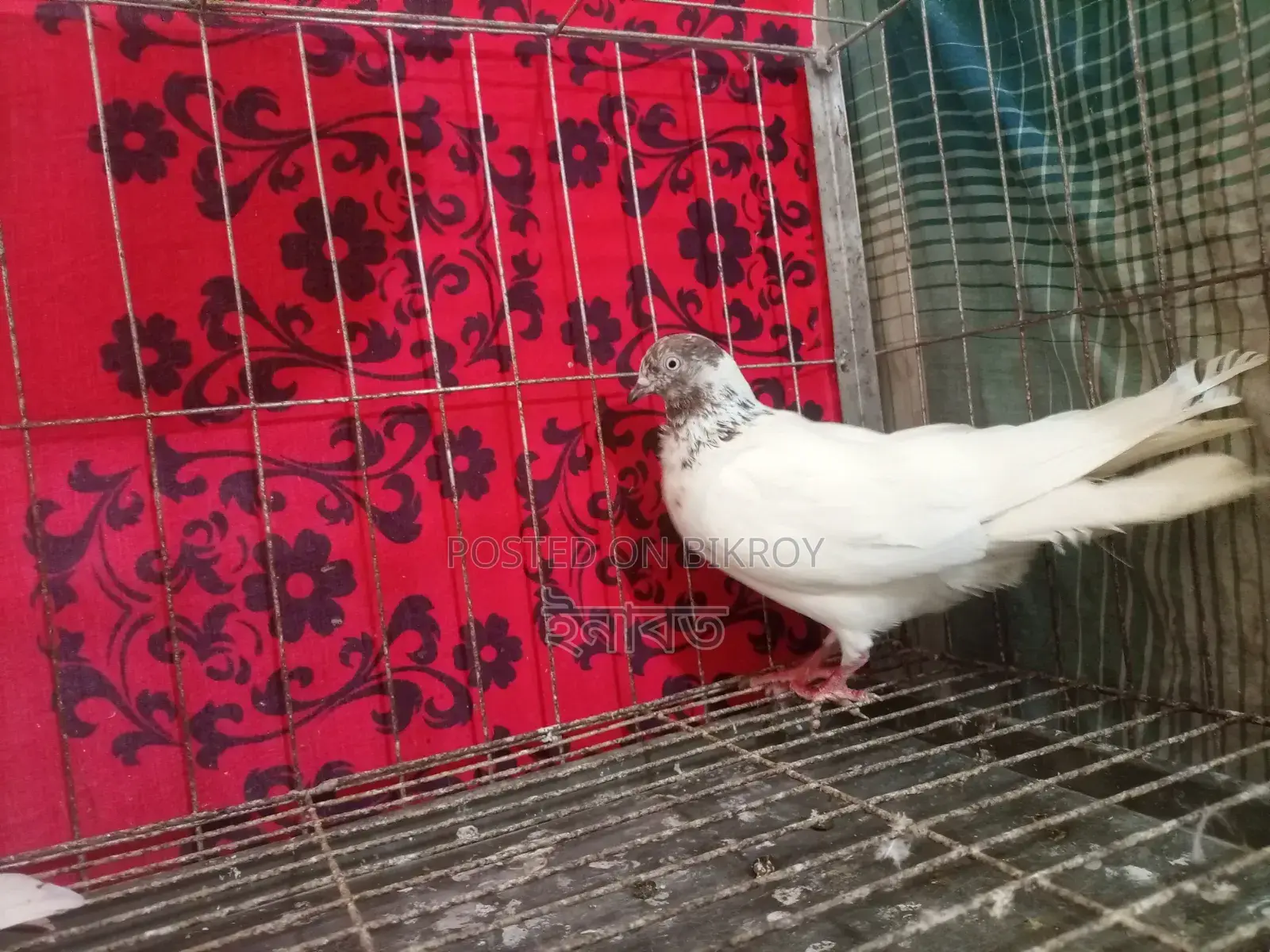 নিউ এডাল্ট গিরিবাজ কবুতর বিক্রি হবে