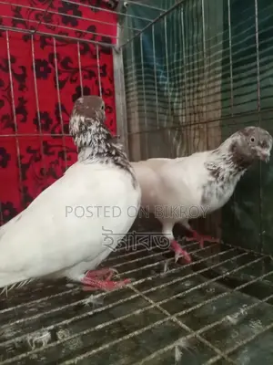 নিউ এডাল্ট গিরিবাজ কবুতর বিক্রি হবে