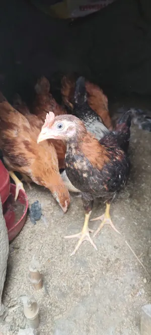 Chicken chicks for sale, 200–500 grams in weight