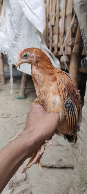 Chicken chicks for sale, 200–500 grams in weight