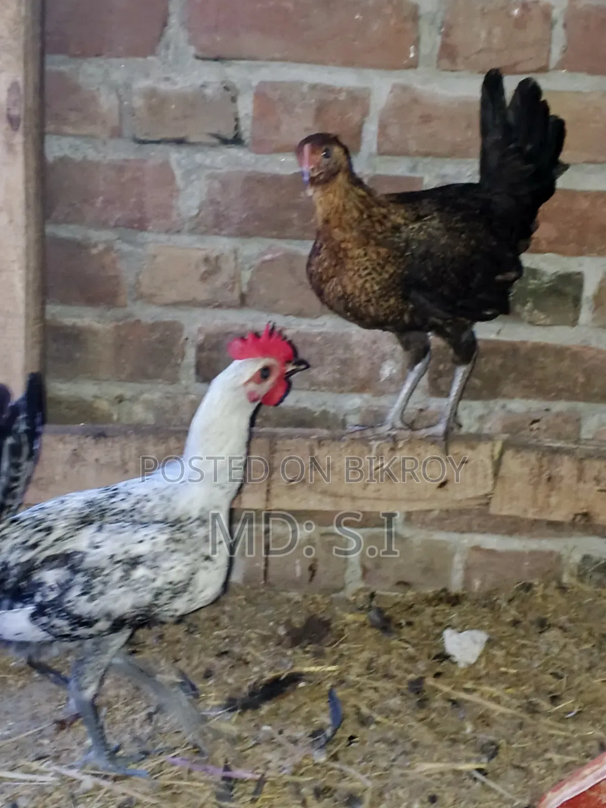 One set of Fayoumi chickens for sale.