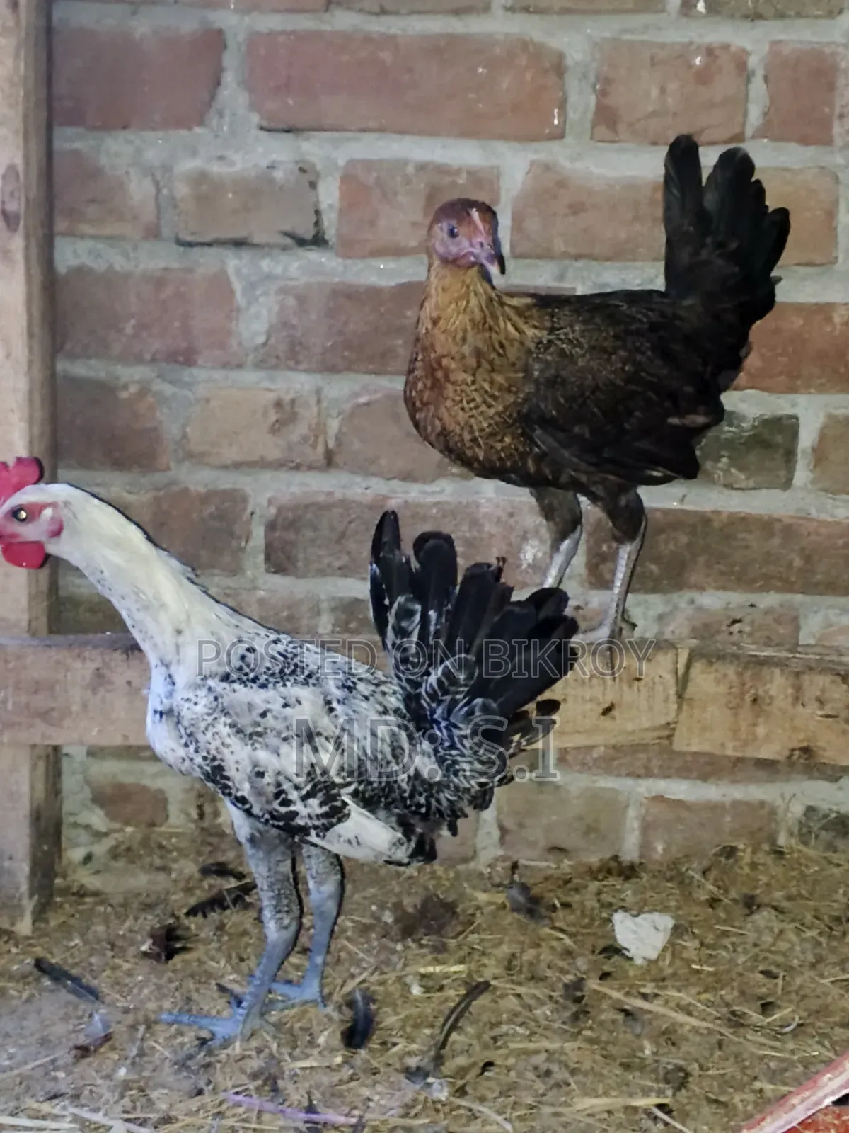 One set of Fayoumi chickens for sale.