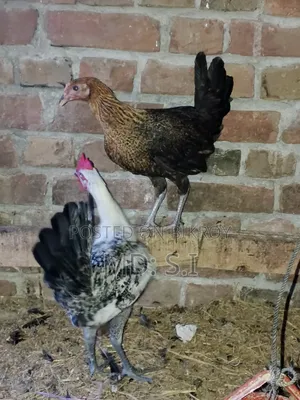 One set of Fayoumi chickens for sale.