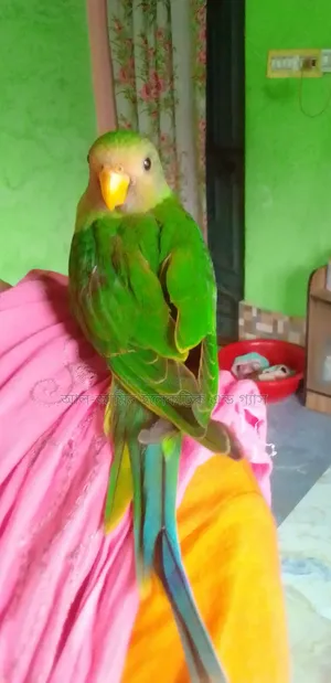 Ringneck Parakeet