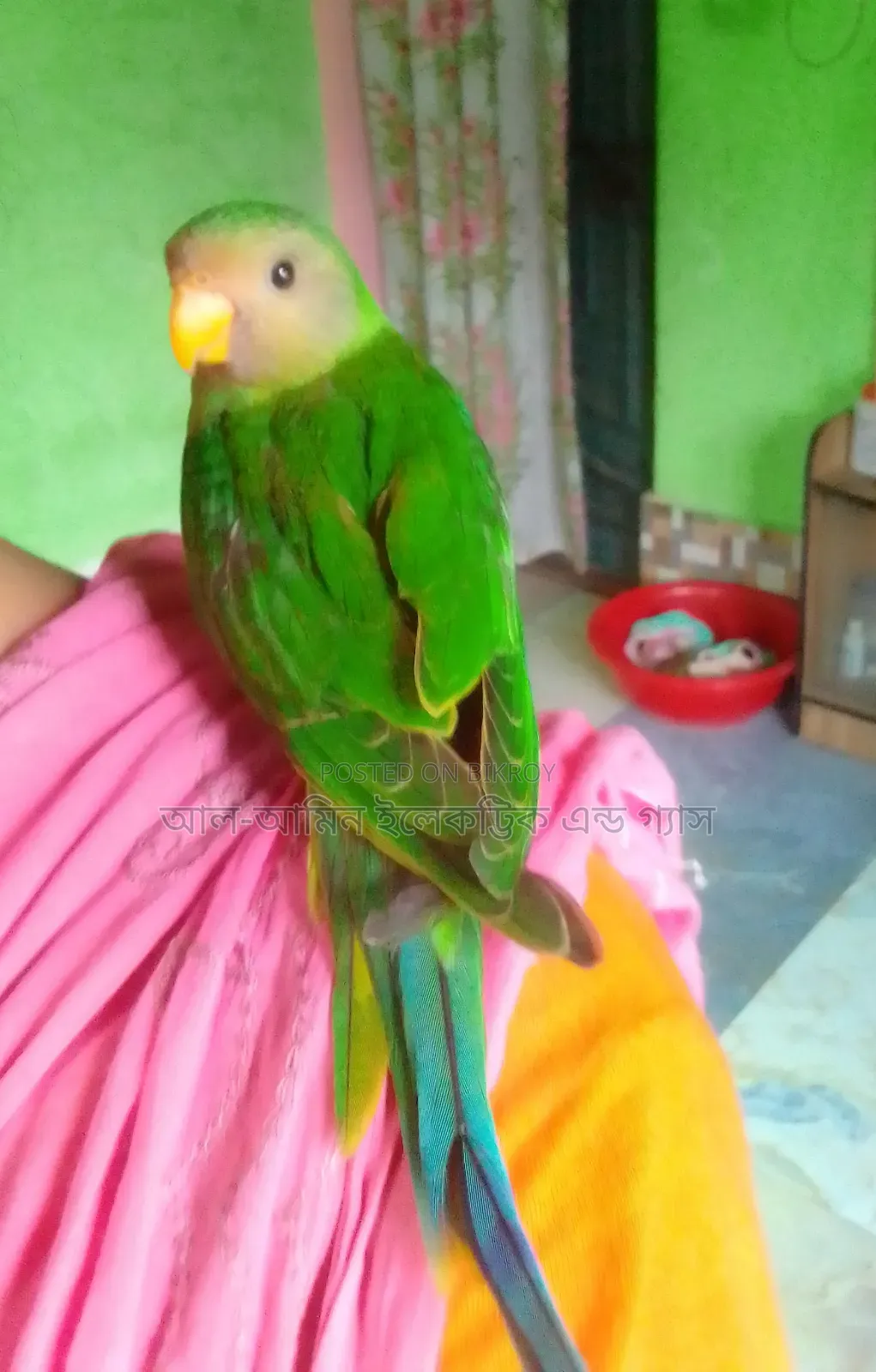Ringneck Parakeet