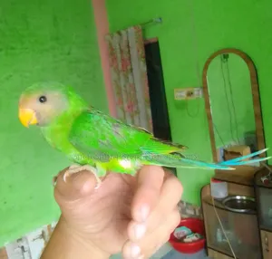 Ringneck Parakeet