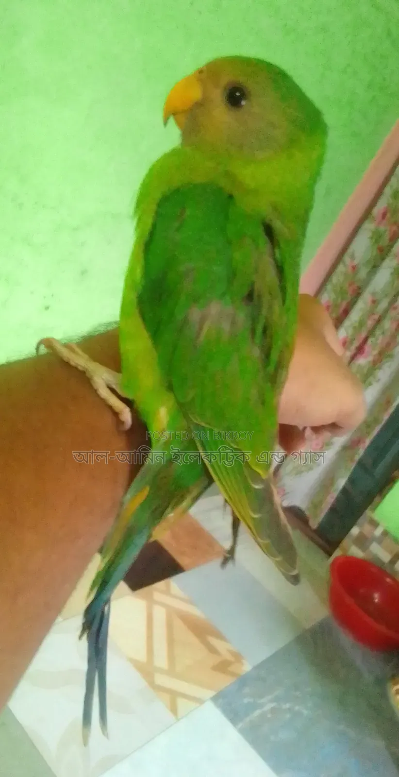 Ringneck Parakeet