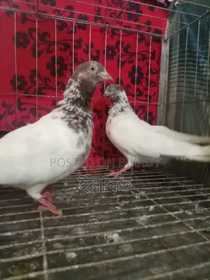 নিউ এডাল্ট গিরিবাজ কবুতর বিক্রি হবে