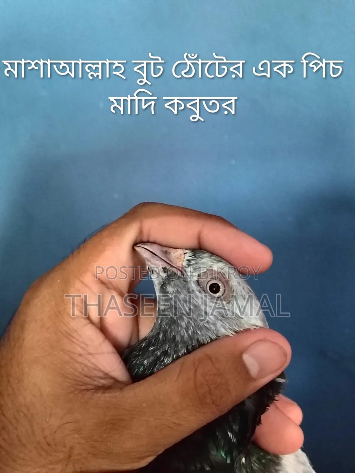Pouter Pigeon