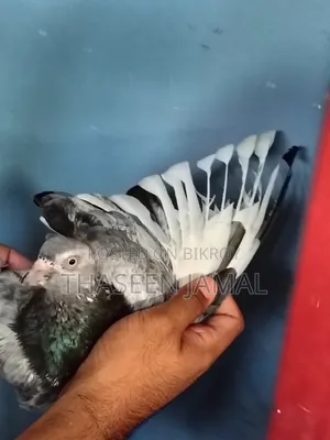Pouter Pigeon