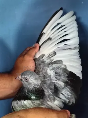Pouter Pigeon