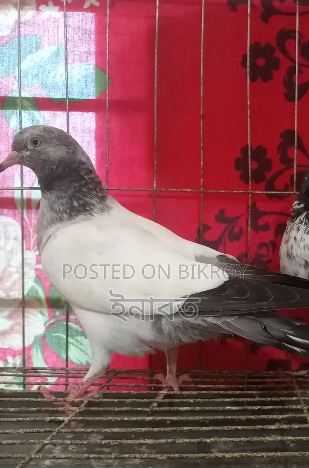 Two-feather Giribaj pigeon for sale