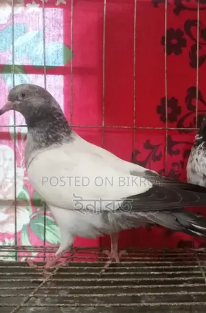 নিউ এডাল্ট গিরিবাজ কবুতর বিক্রি হবে
