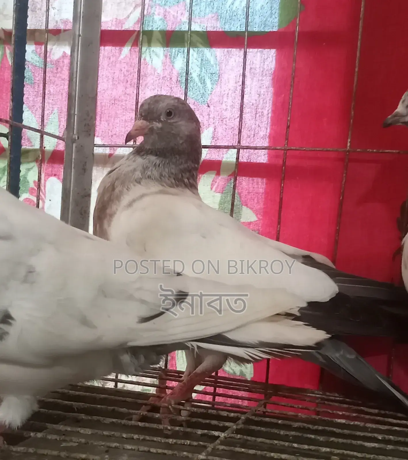 Two-feather Giribaj pigeon for sale