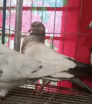 Two-feather Giribaj pigeon for sale