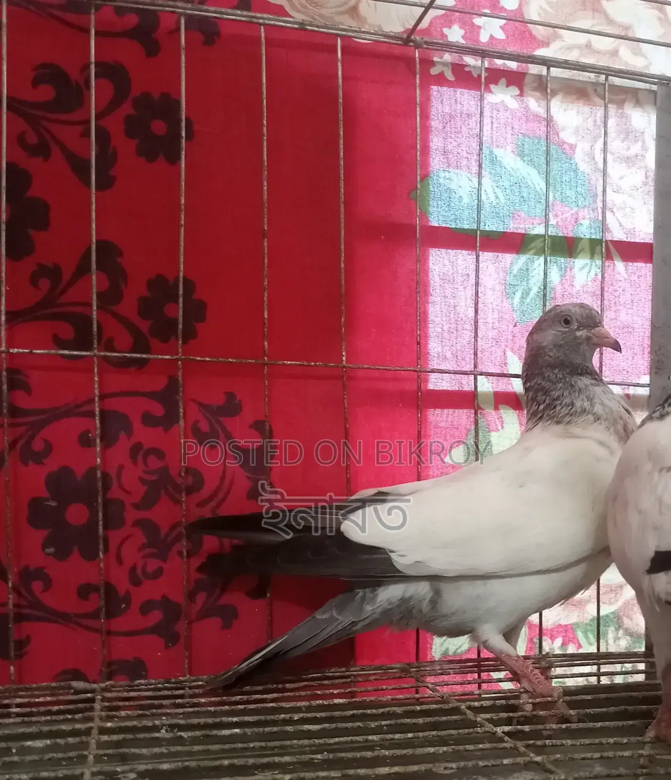 Two-feather Giribaj pigeon for sale