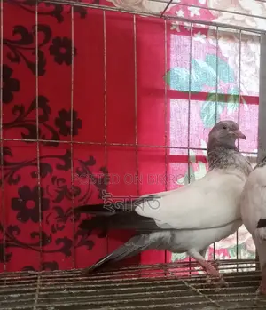 Two-feather Giribaj pigeon for sale