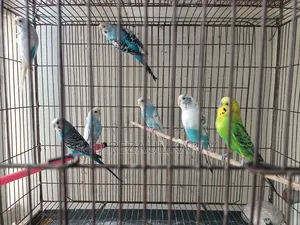 4 pairs of Budgies, 1 pair of Finches, 1 Java Finch