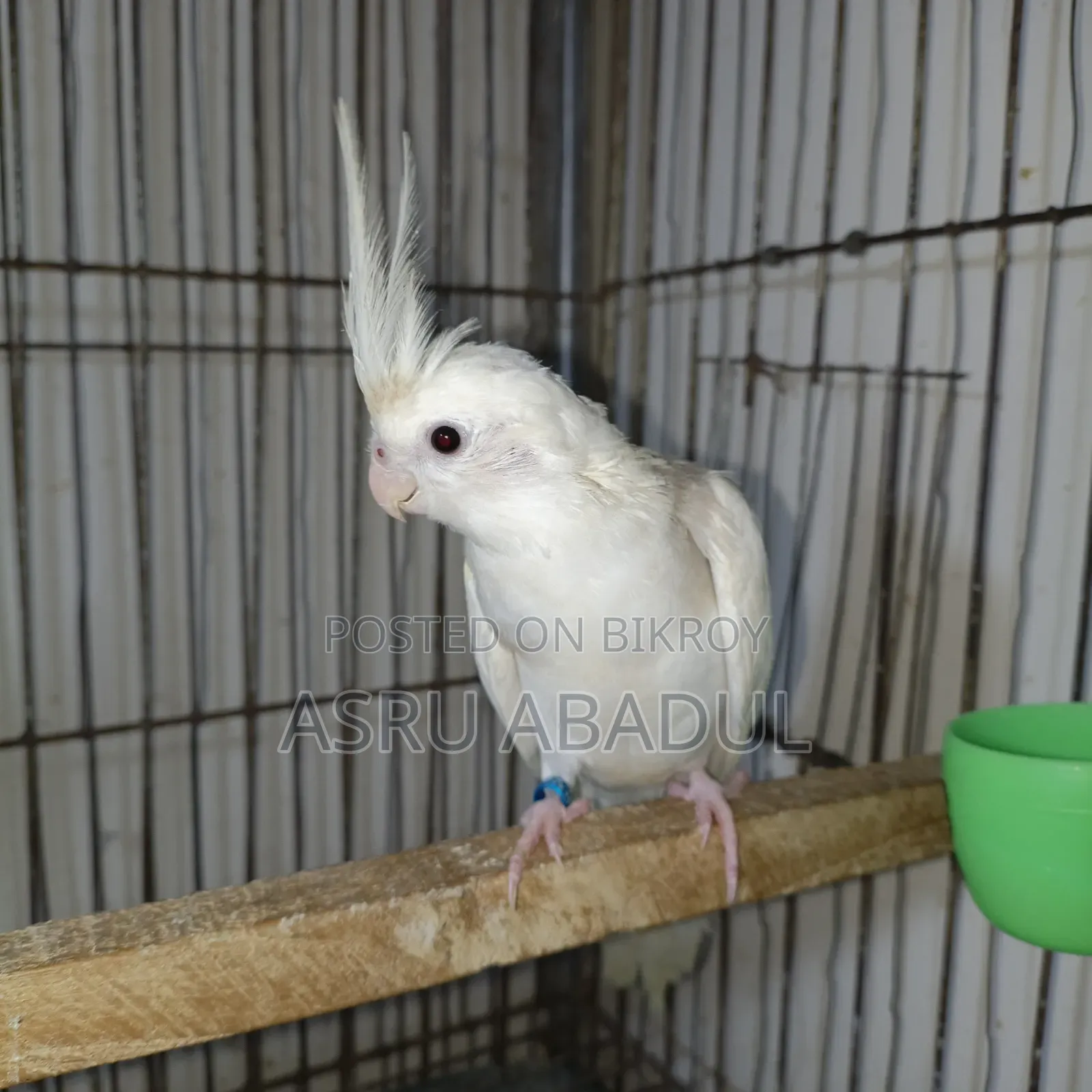 Heavy Pied Cockatiel Baby