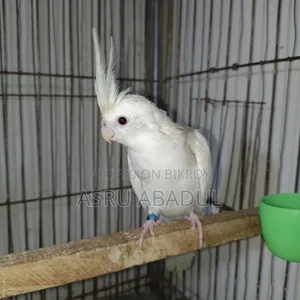 Heavy Pied Cockatiel Baby
