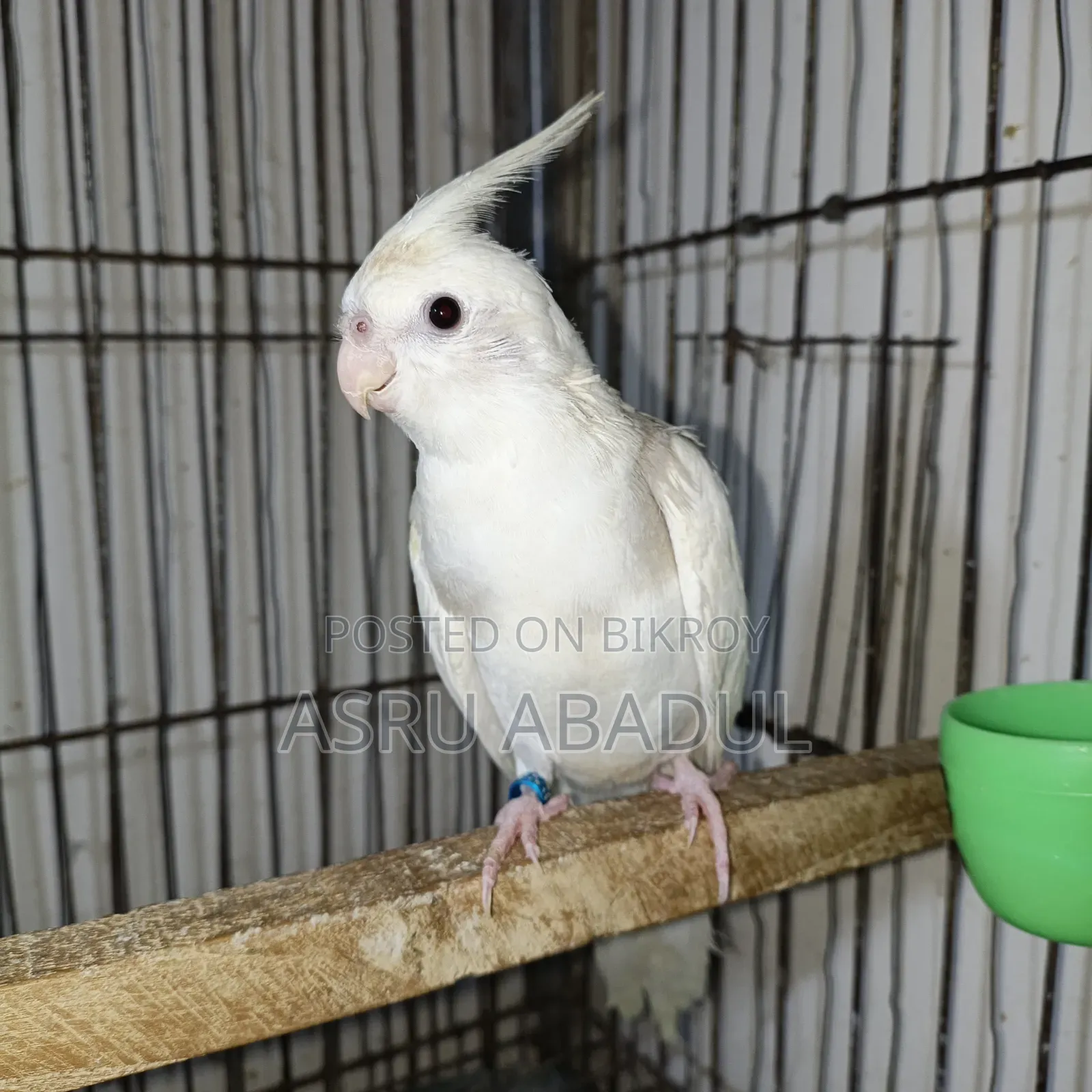 Heavy Pied Cockatiel Baby