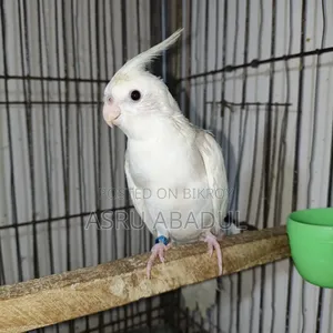 Heavy Pied Cockatiel Baby