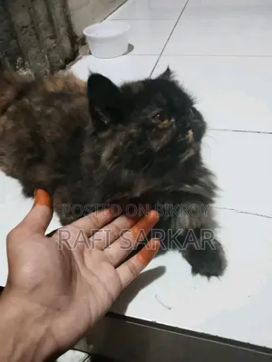 6-12 months Female Purebred Exotic