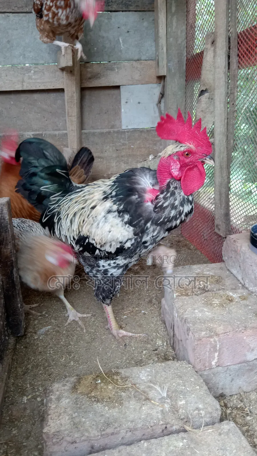 Deshi Rooster, Hen
