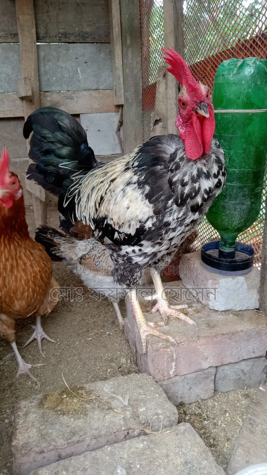 Deshi Rooster, Hen