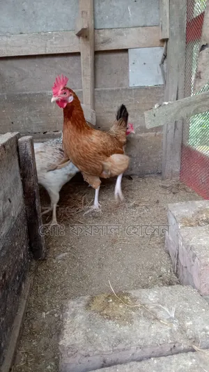 Deshi Rooster, Hen