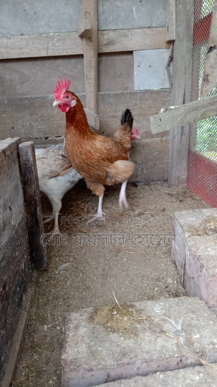 Deshi Rooster, Hen