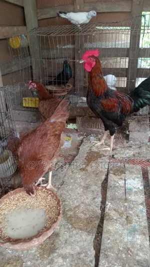 Deshi Rooster, Hen