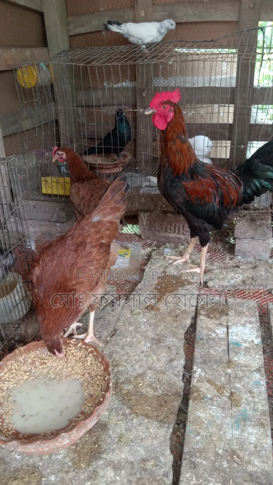 Deshi Rooster, Hen