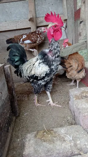 Deshi Rooster, Hen