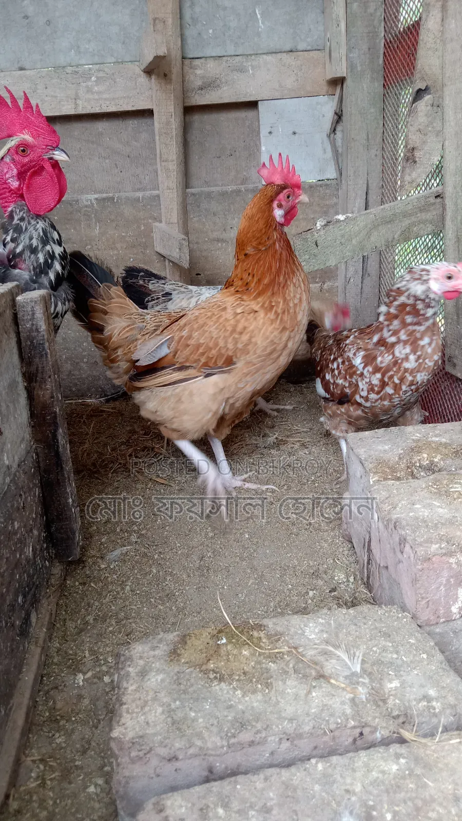 Deshi Rooster, Hen