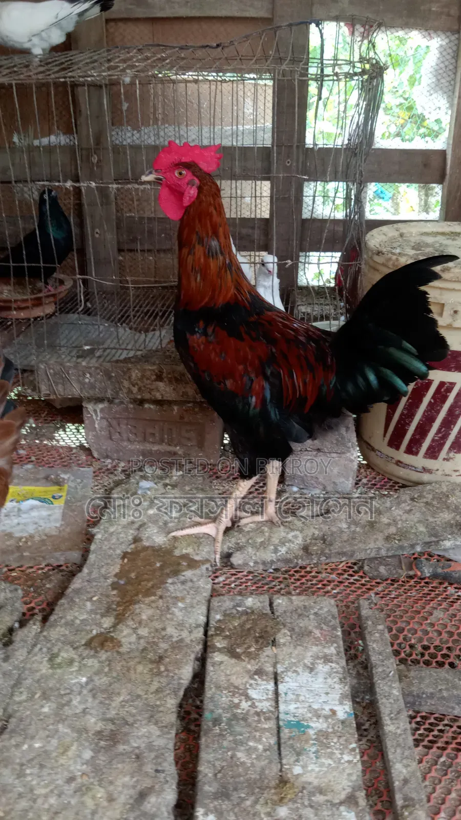 Deshi Rooster, Hen
