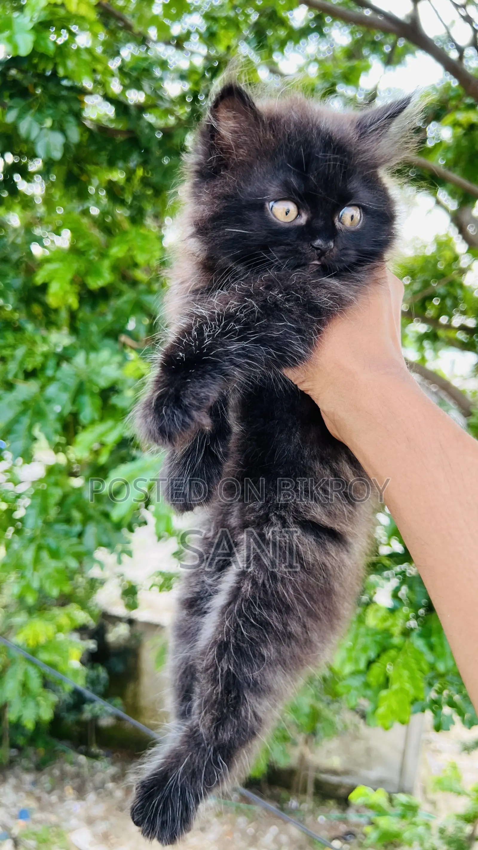 1-3 months Female Purebred Persian