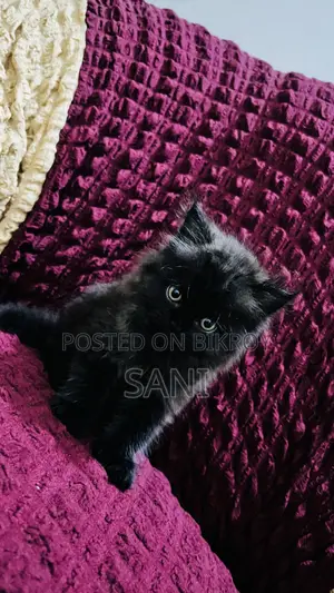 1-3 months Female Purebred Persian