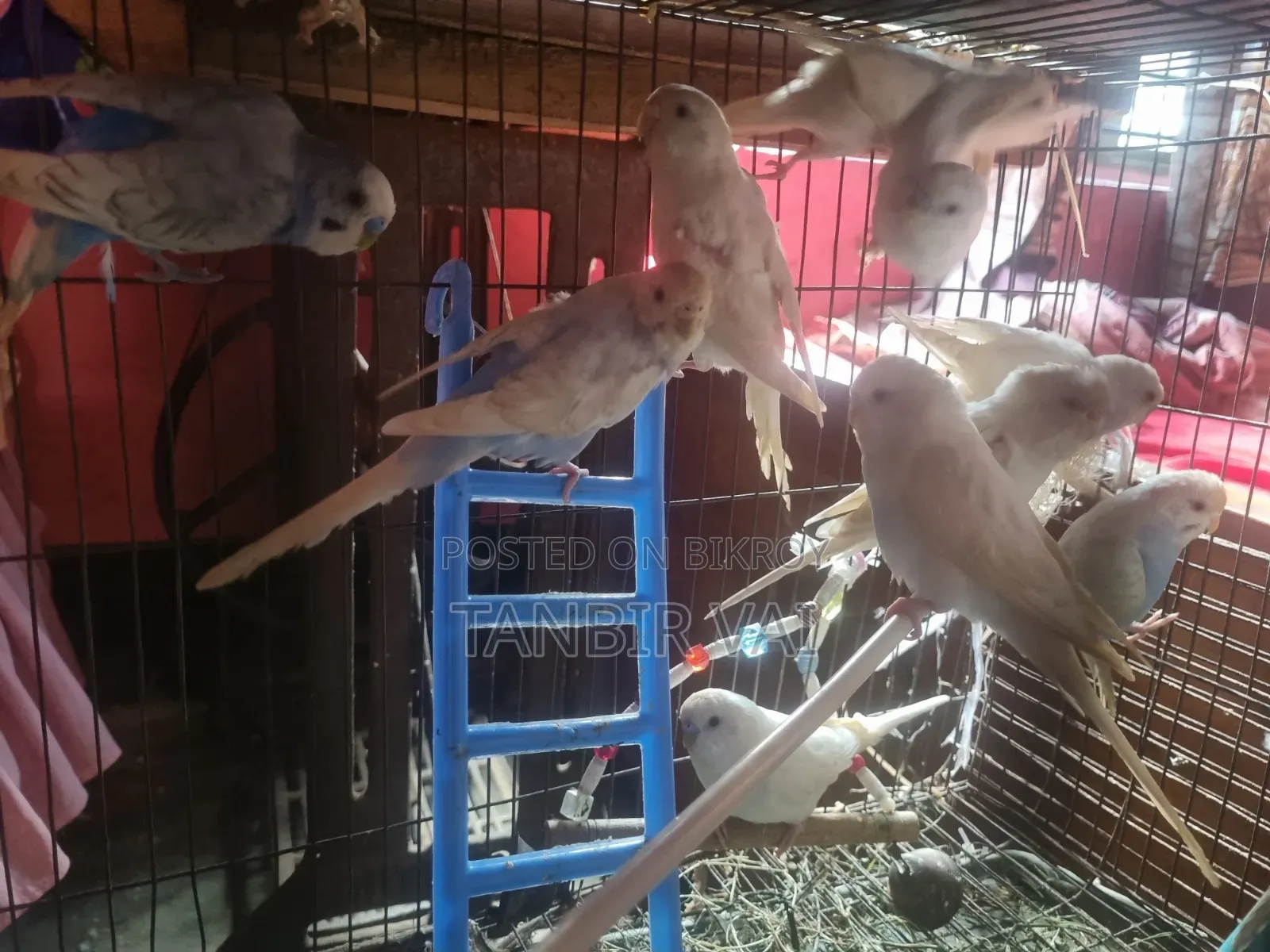 Budgerigar birds for sale