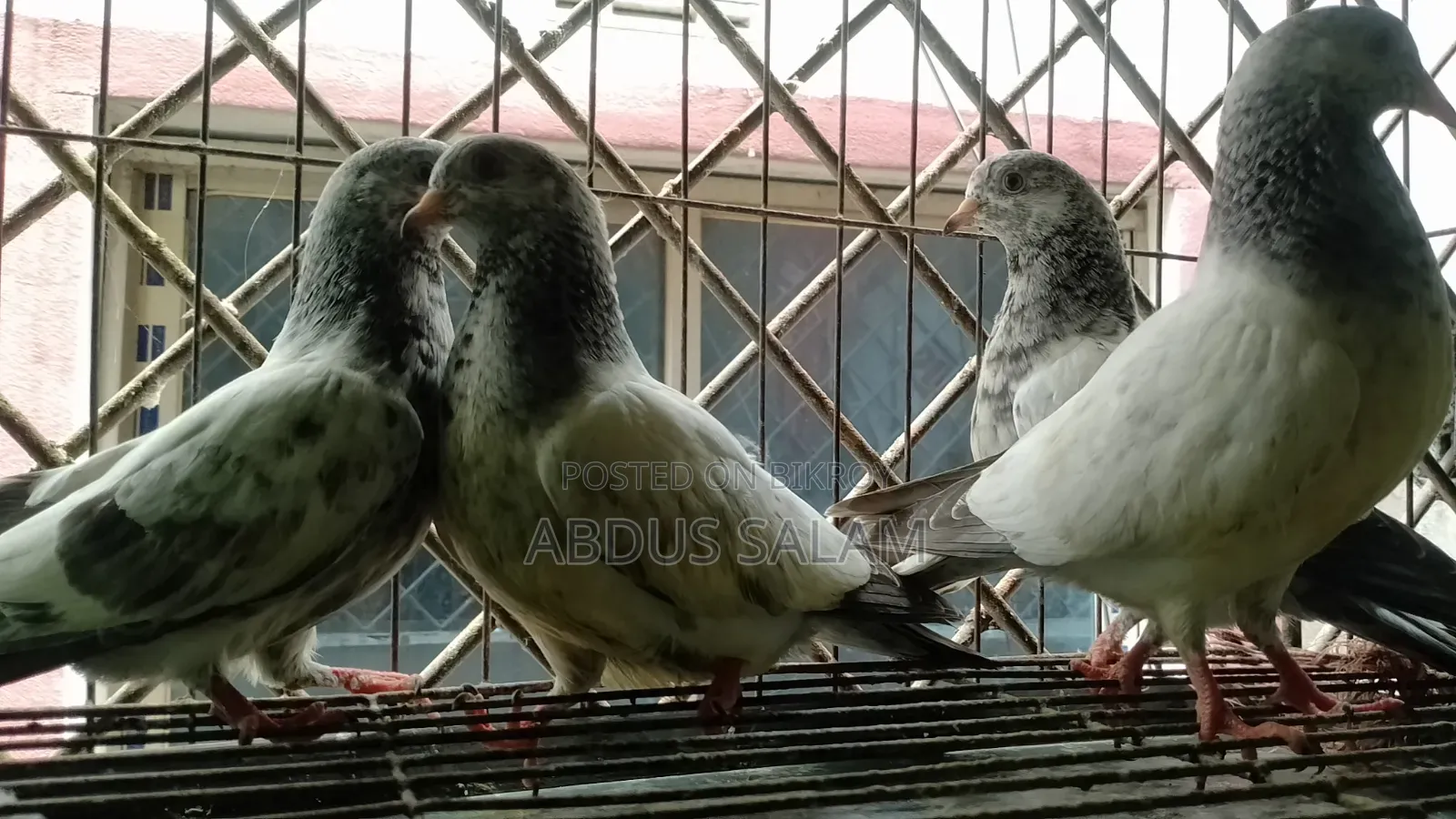 Pigeon chicks