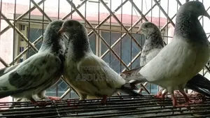 Pigeon chicks