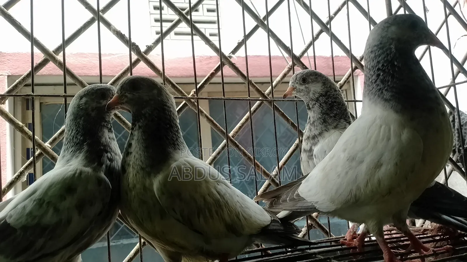 Pigeon chicks