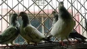Pigeon chicks
